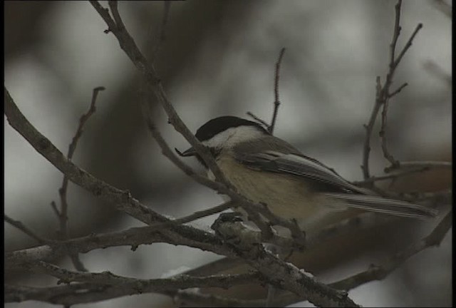 Black-capped Chickadee - ML452061