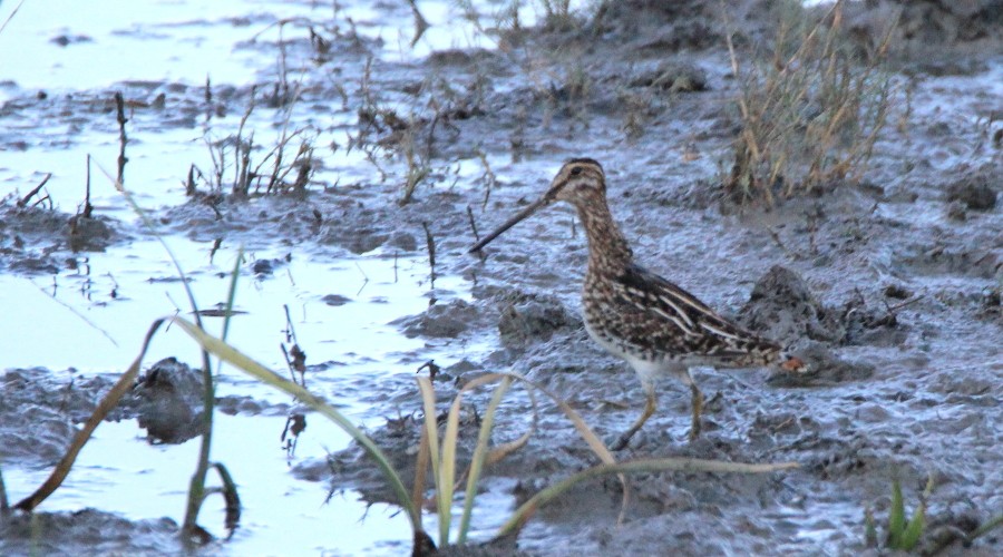 Wilson's Snipe - ML45206131