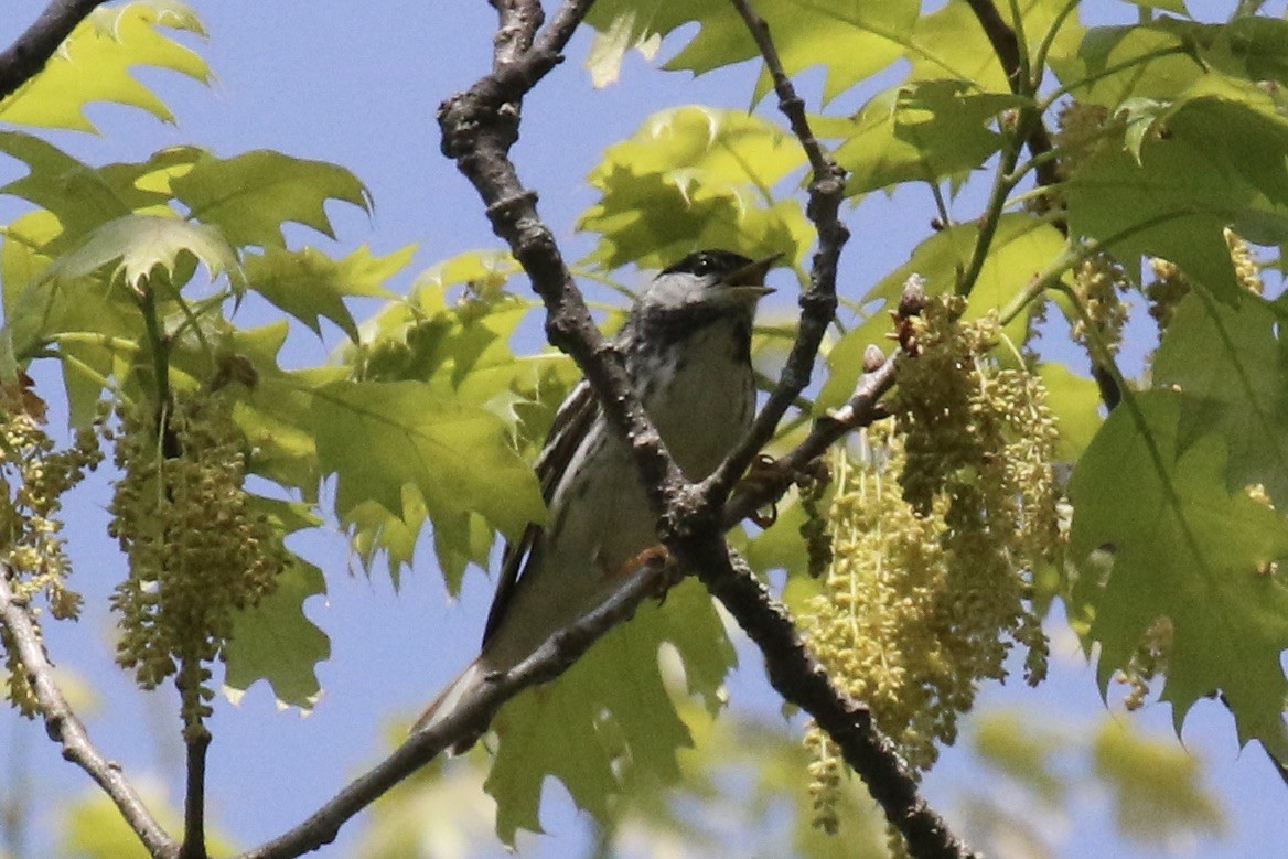 Blackpoll Warbler - ML452061551