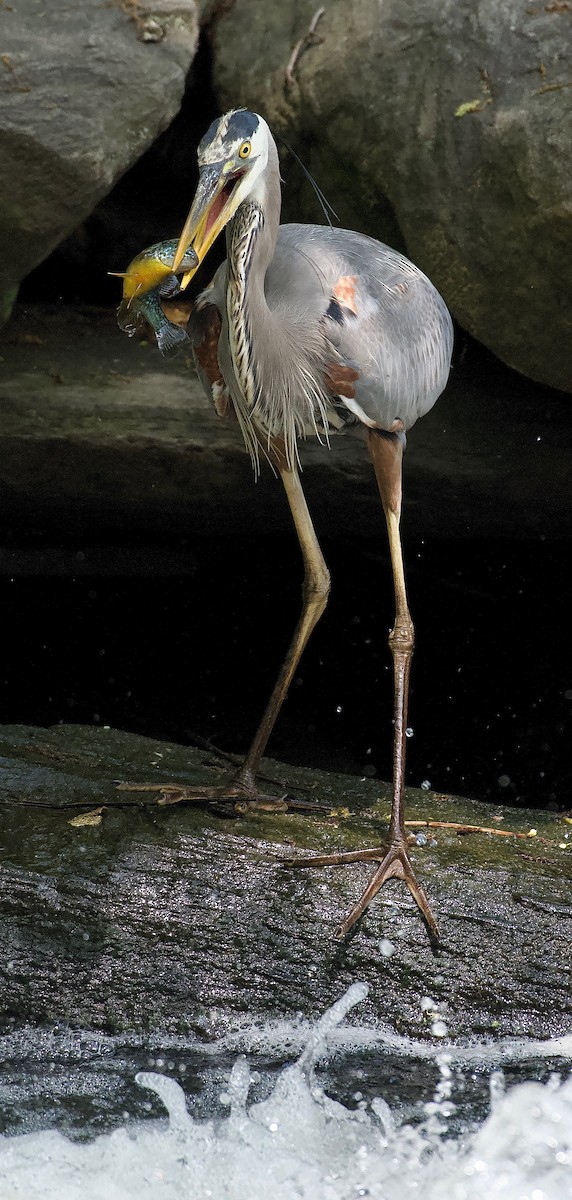 Great Blue Heron - ML452062881