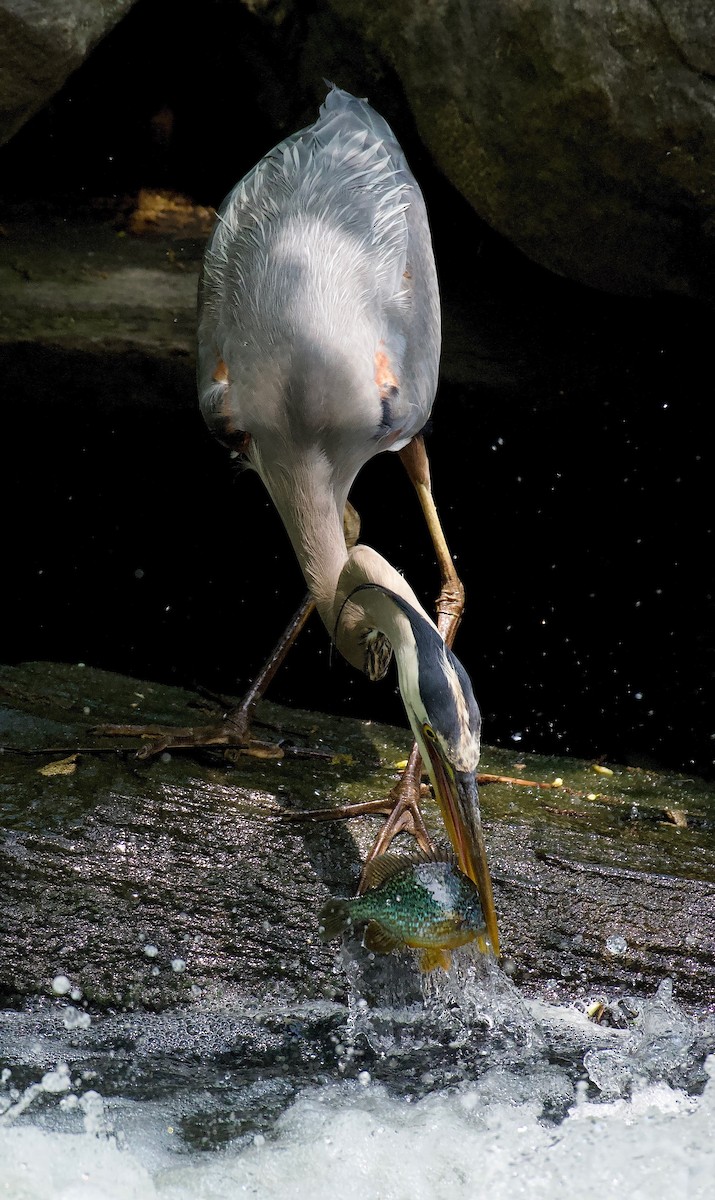 Great Blue Heron - ML452062891