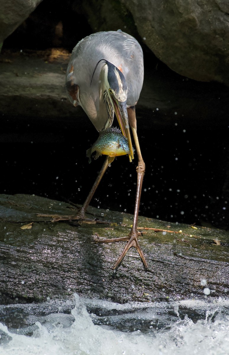 Great Blue Heron - ML452062921