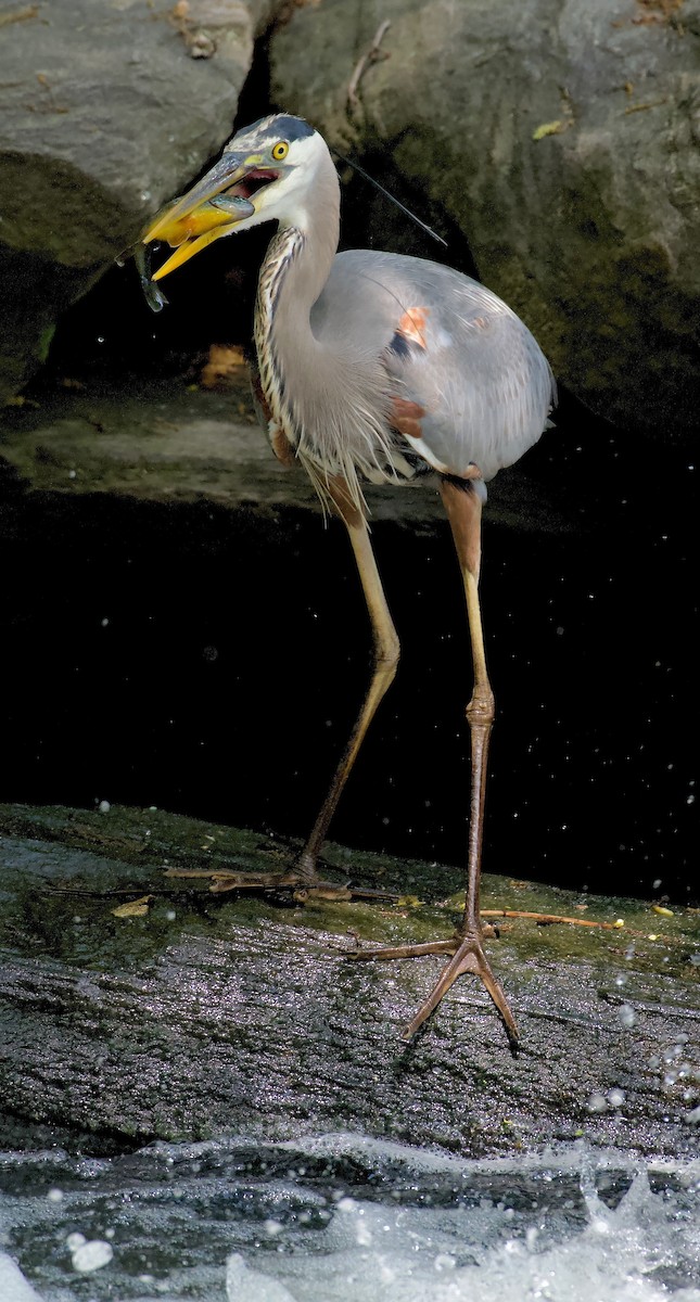 Great Blue Heron - ML452062931