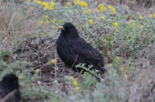 Spotless Starling - ML452063591