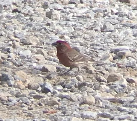 House Finch - ML452064551