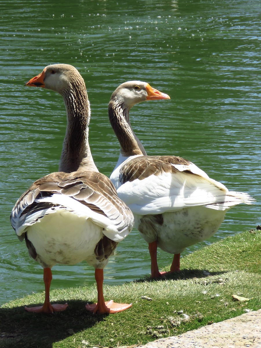 Graylag Goose (Domestic type) - ML452065511