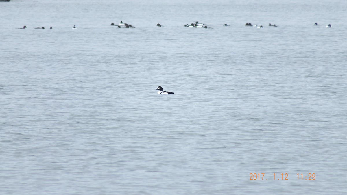 Barrow's Goldeneye - Deirdre Robinson