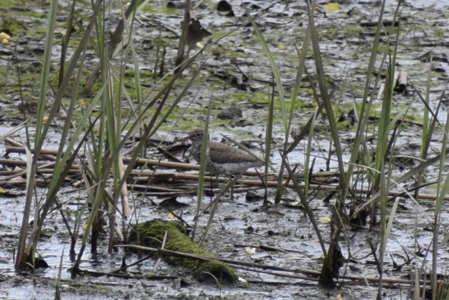 Spotted Sandpiper - ML452068111