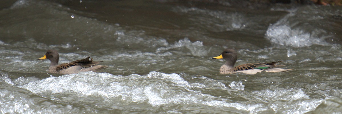 Yellow-billed Teal - ML452069161