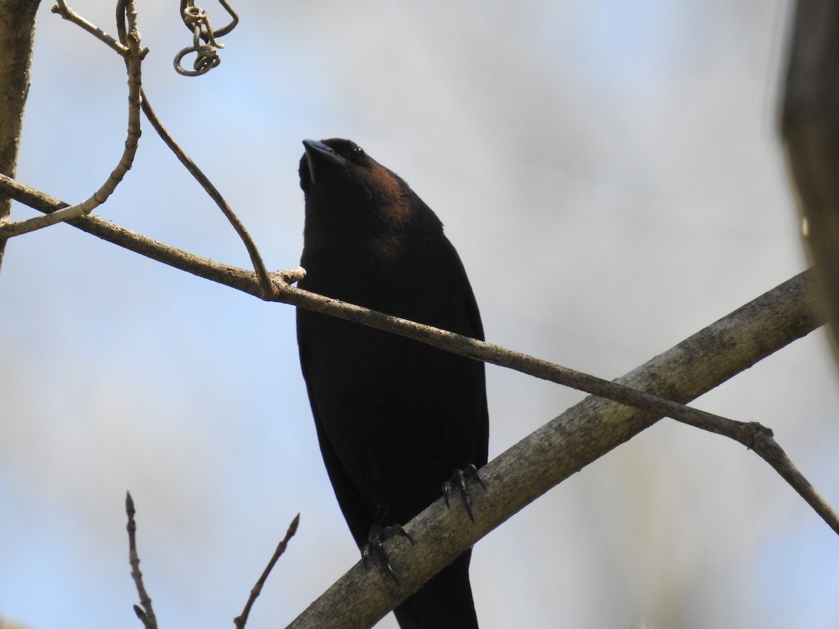 Brown-headed Cowbird - ML45206981