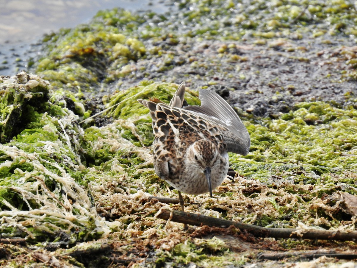 Least Sandpiper - Kurt Schwarz