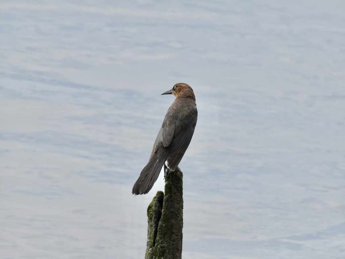 Boat-tailed Grackle - ML452073231