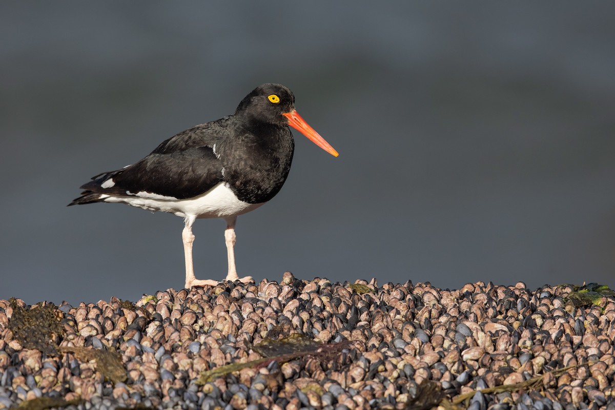 Magellanic Oystercatcher - ML452074091