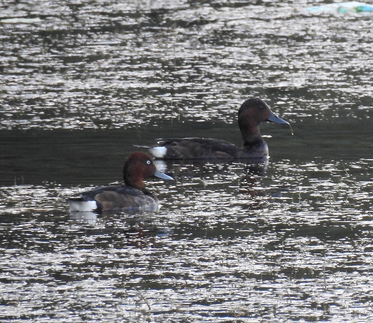 Ferruginous Duck - ML45207521