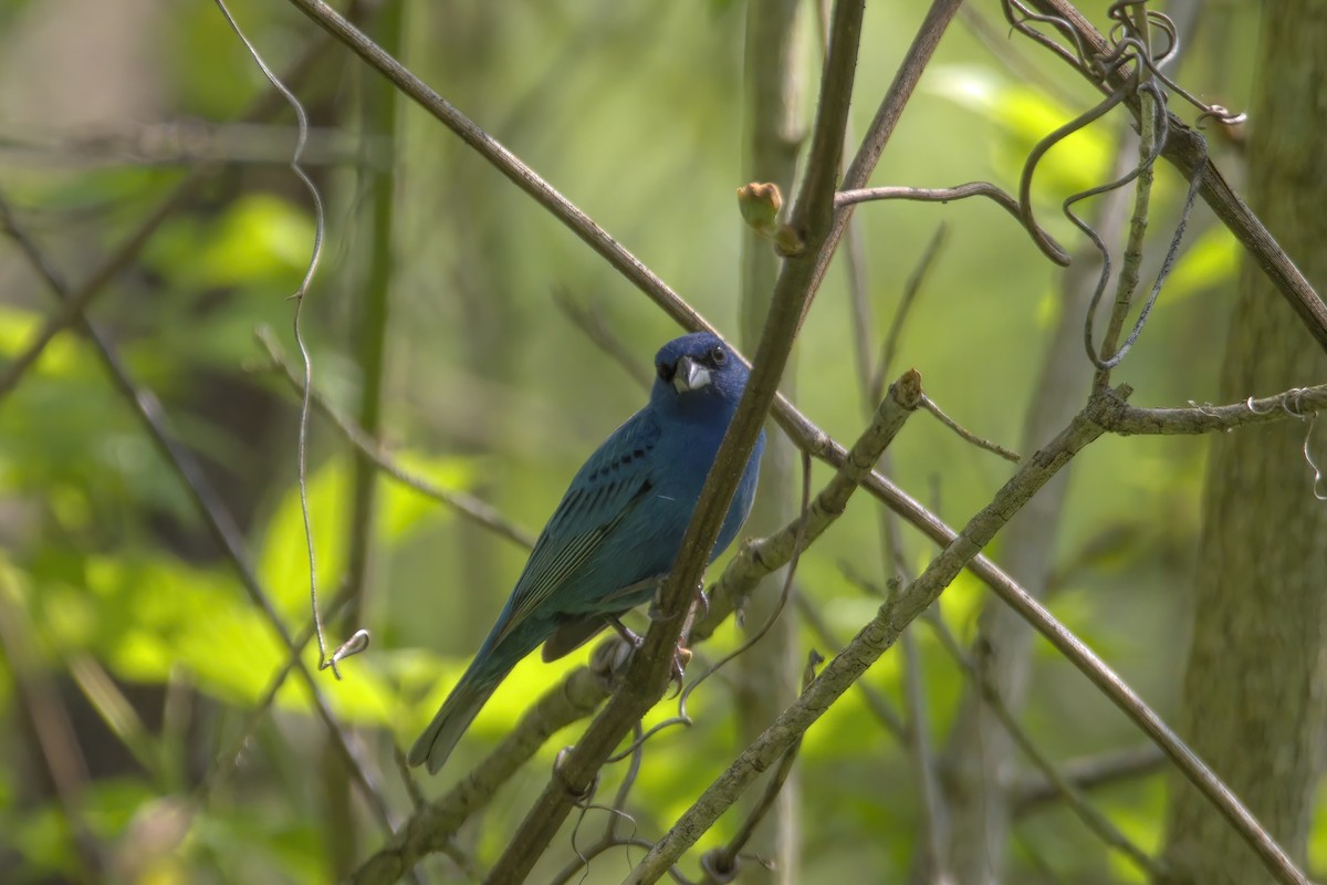 Indigo Bunting - ML452075551