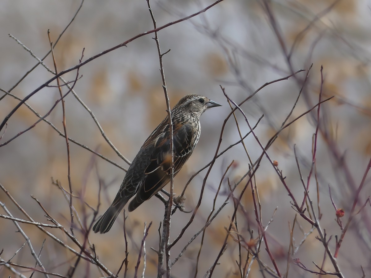 Red-winged Blackbird - Shelley Rutkin