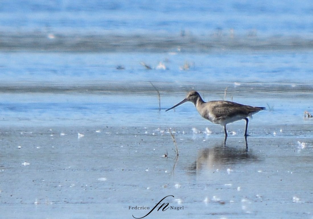 Hudsonian Godwit - ML452077161