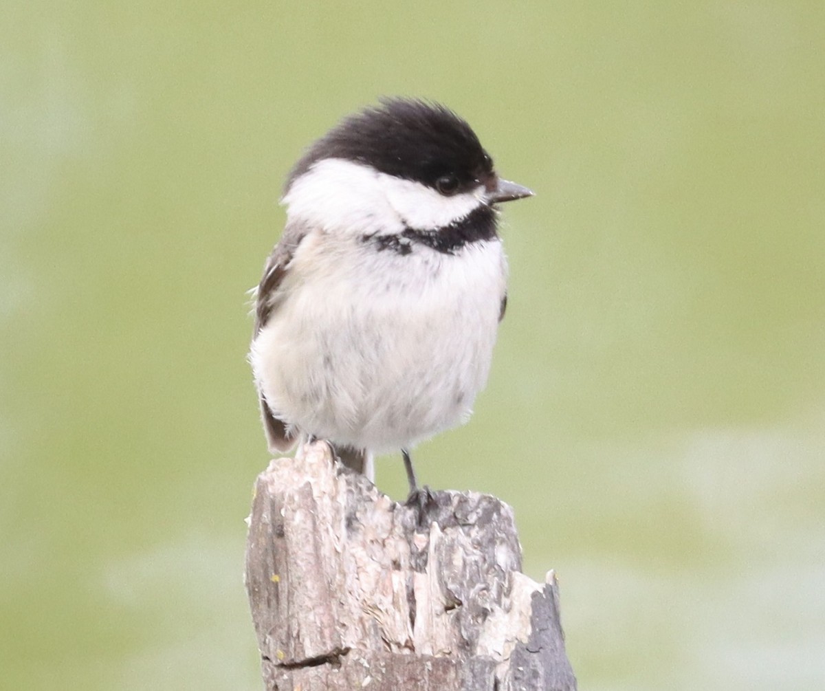 Black-capped Chickadee - ML452077841