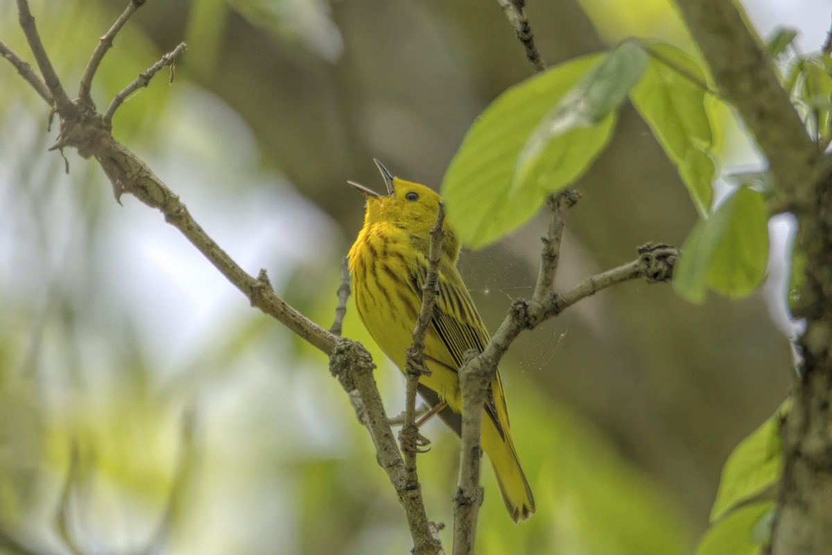 Yellow Warbler - ML452078111