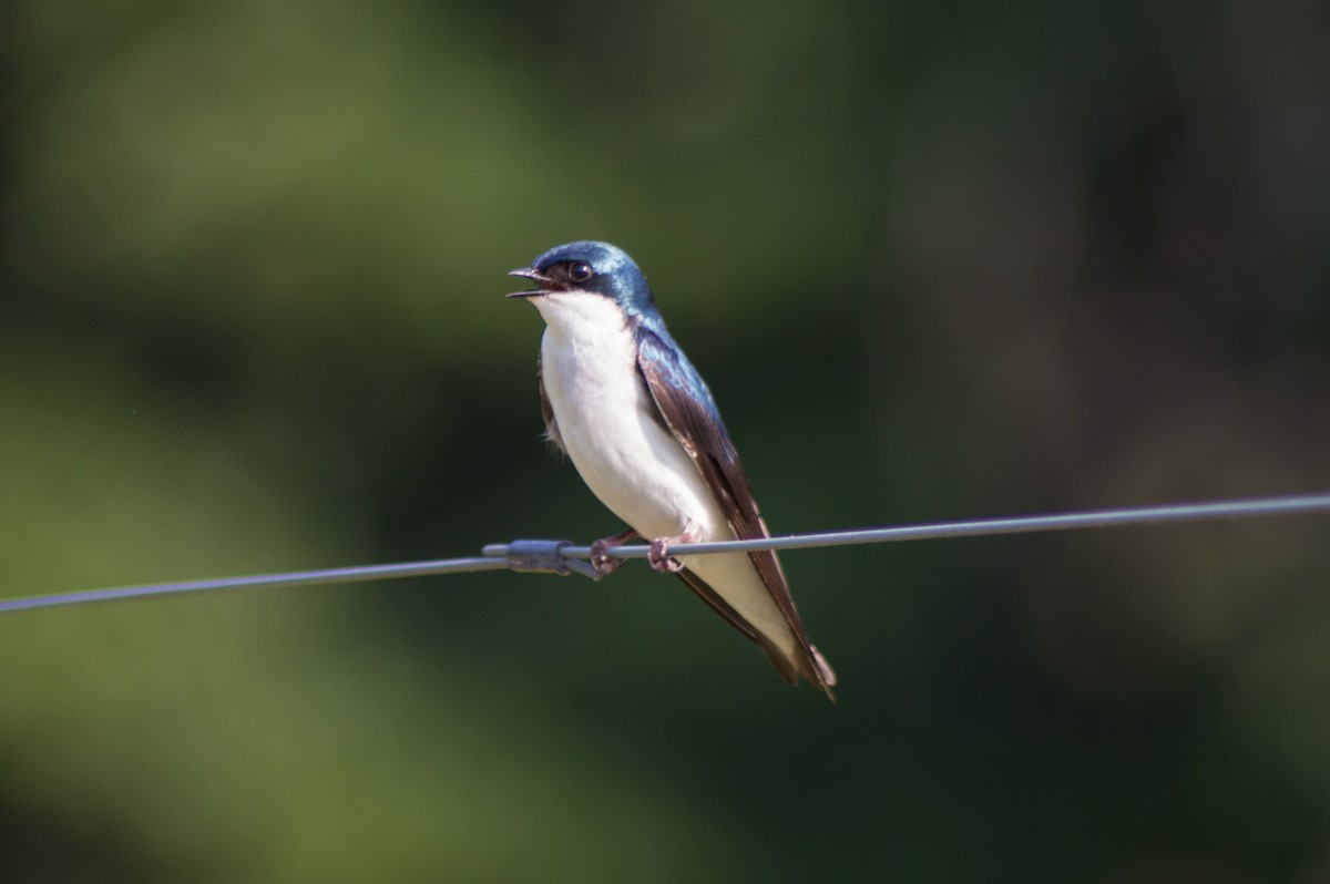 Tree Swallow - ML452078221