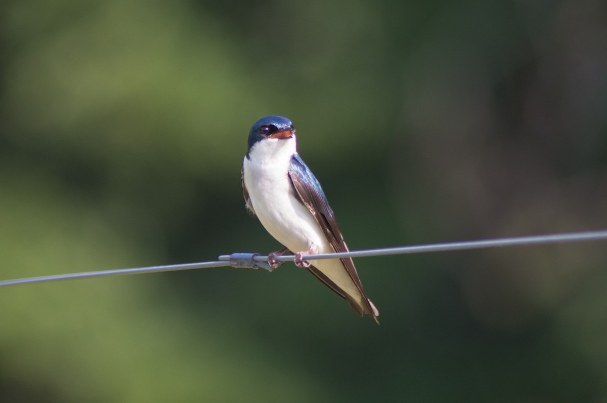 Tree Swallow - ML452078261