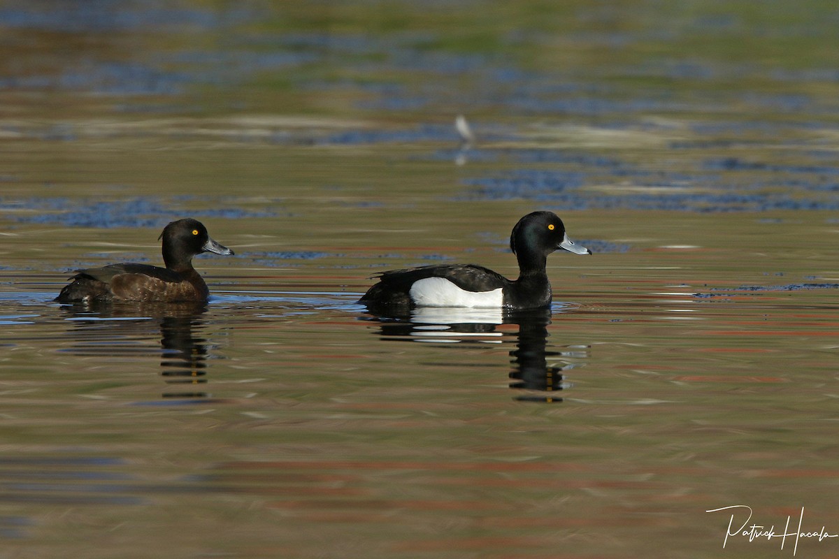 Tufted Duck - ML452081761
