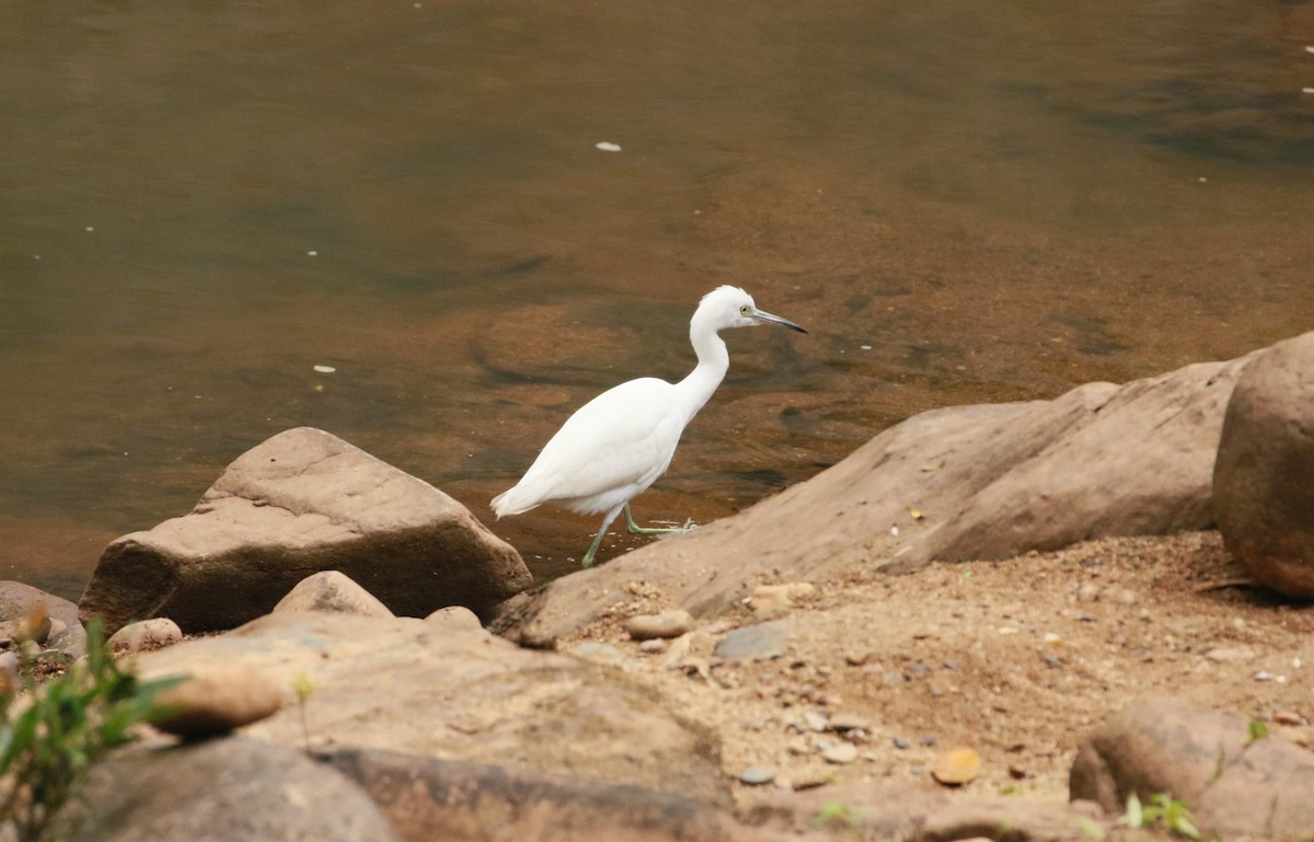 Little Blue Heron - ML452081781