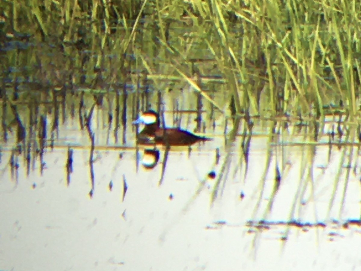 Ruddy Duck - ML452081841