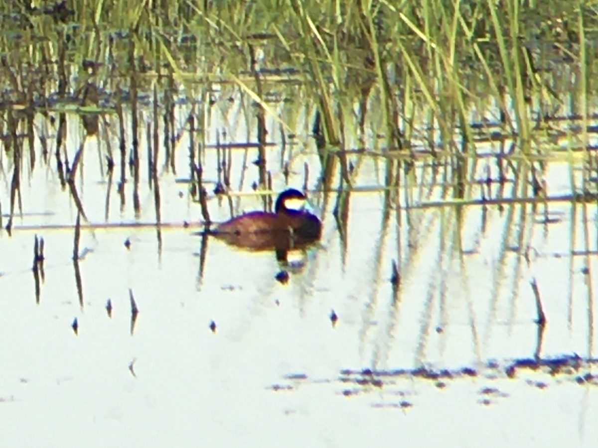 Ruddy Duck - ML452081851