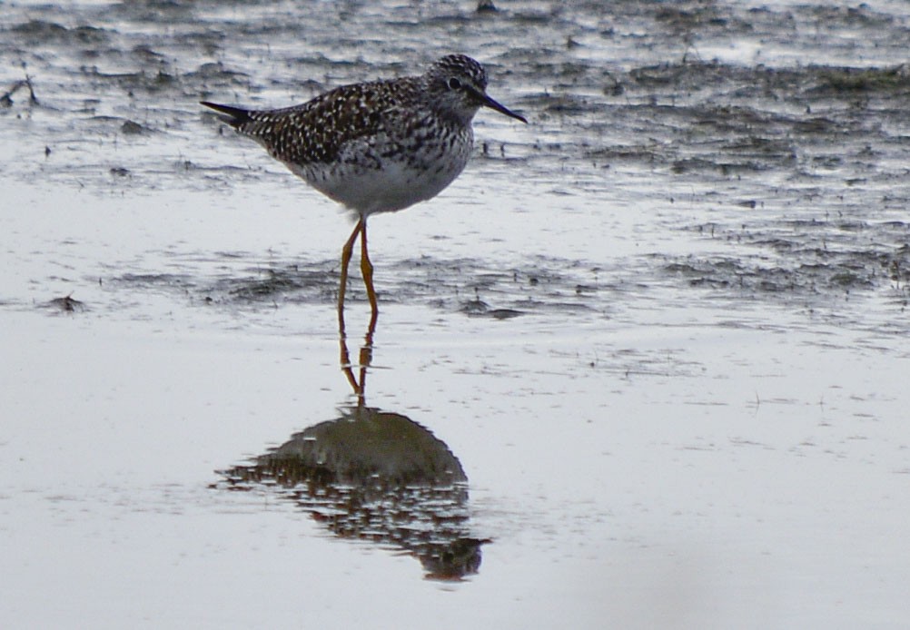 Lesser Yellowlegs - ML452082381