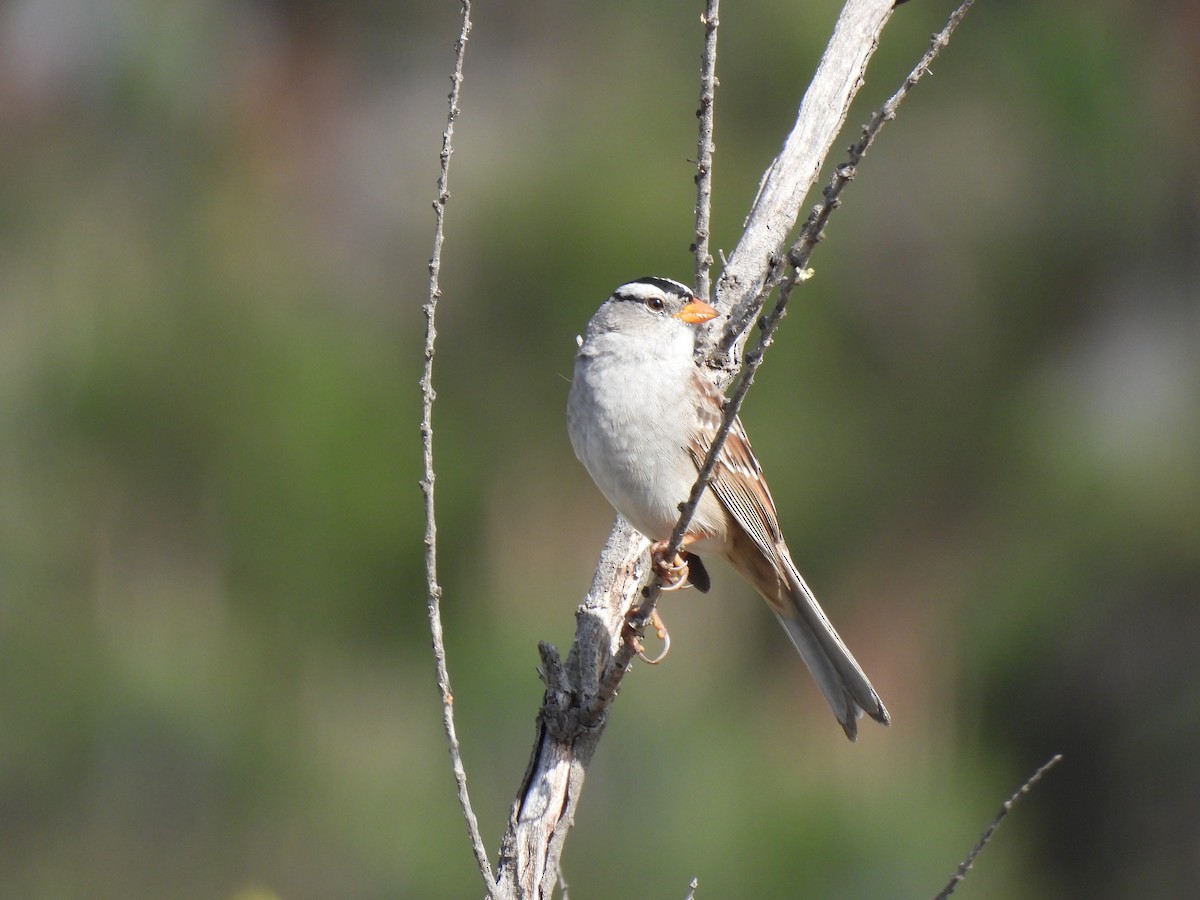 White-crowned Sparrow - Jocele Capaldo