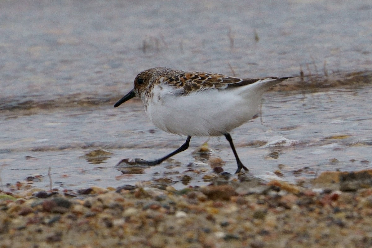 Sanderling - Gil Eckrich