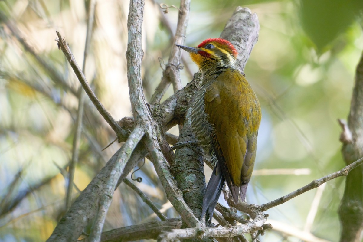 White-browed Woodpecker - ML452083851