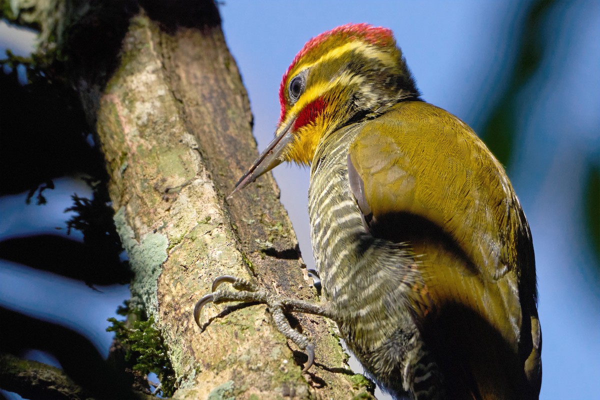 White-browed Woodpecker - ML452083921
