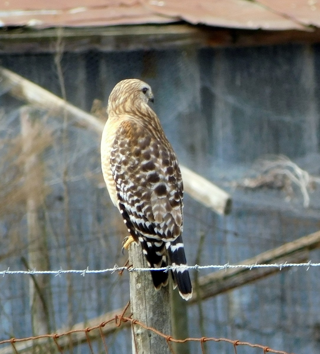 Red-shouldered Hawk - ML45208461