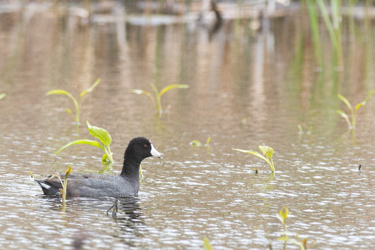 American Coot - J.B. Churchill