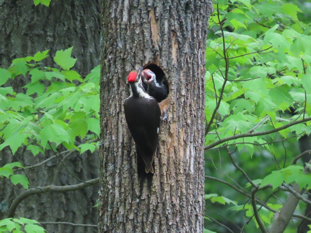 Pileated Woodpecker - Kevin Cronin