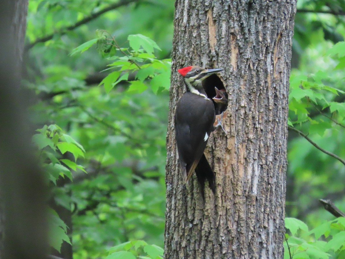 Pileated Woodpecker - Kevin Cronin