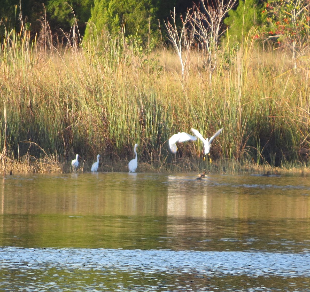 Snowy Egret - ML45208751