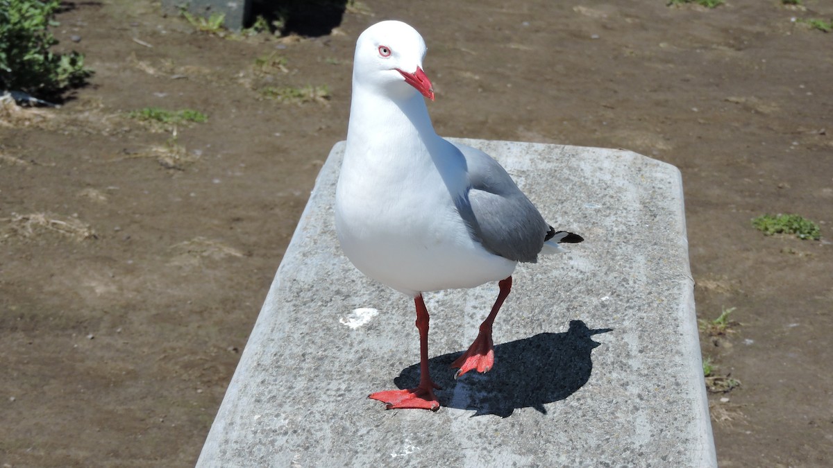 Silver Gull - ML452087991