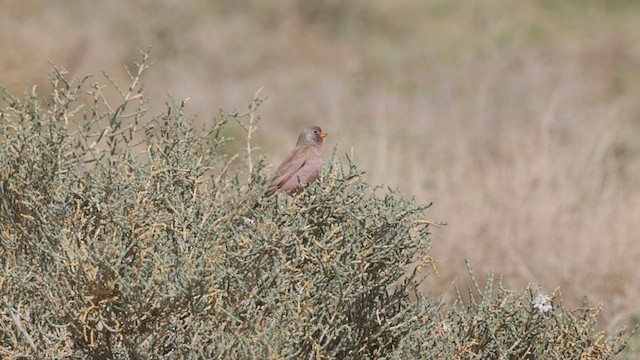 Trumpeter Finch - ML452090231