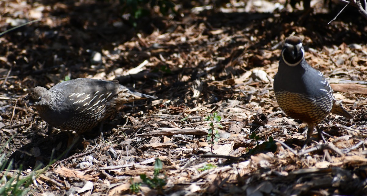 California Quail - ML452091681