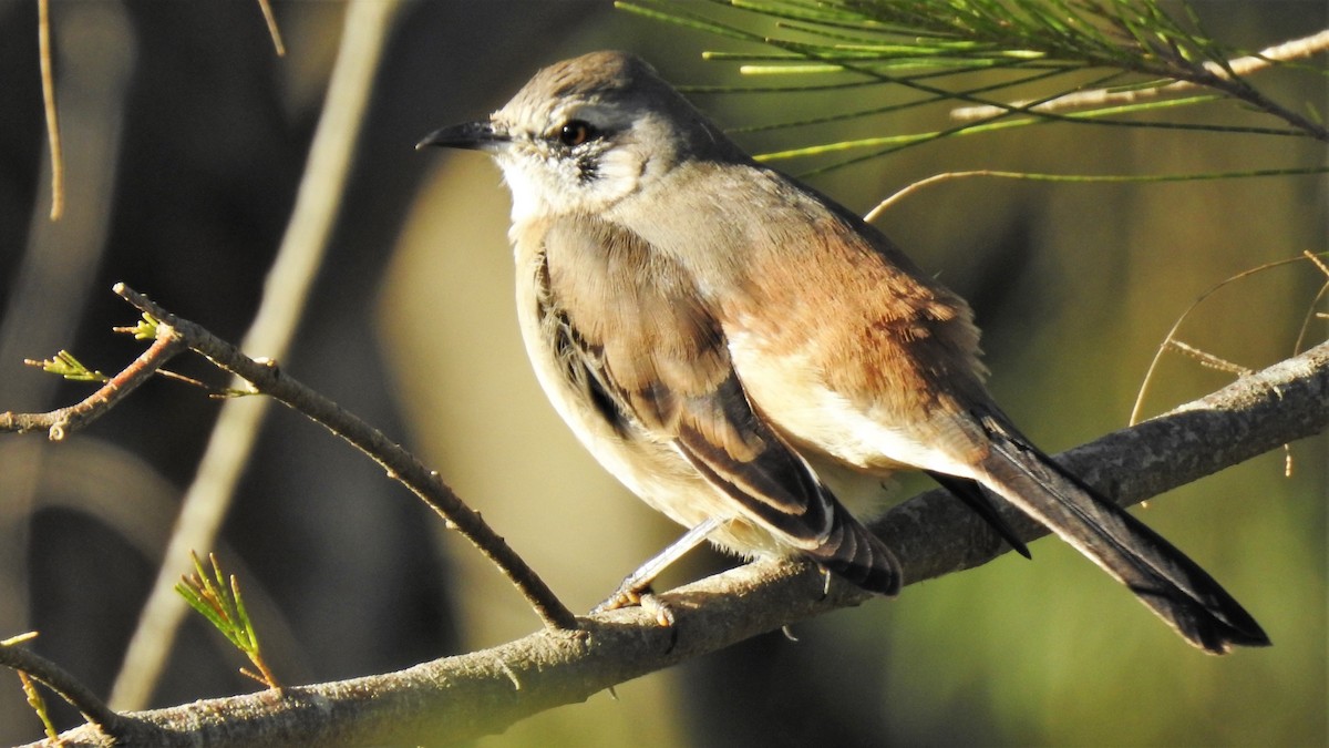 White-banded Mockingbird - ML452092541