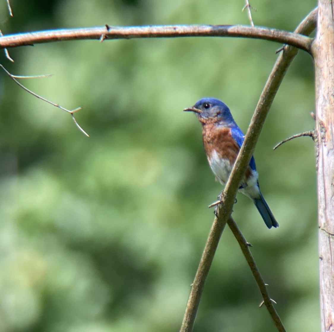 Eastern Bluebird - ML452093001