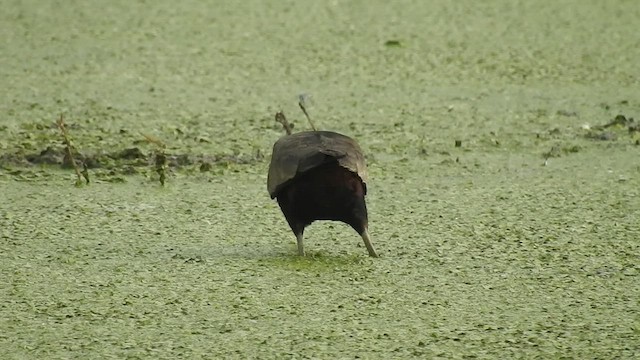 アジアレンカク - ML452094191