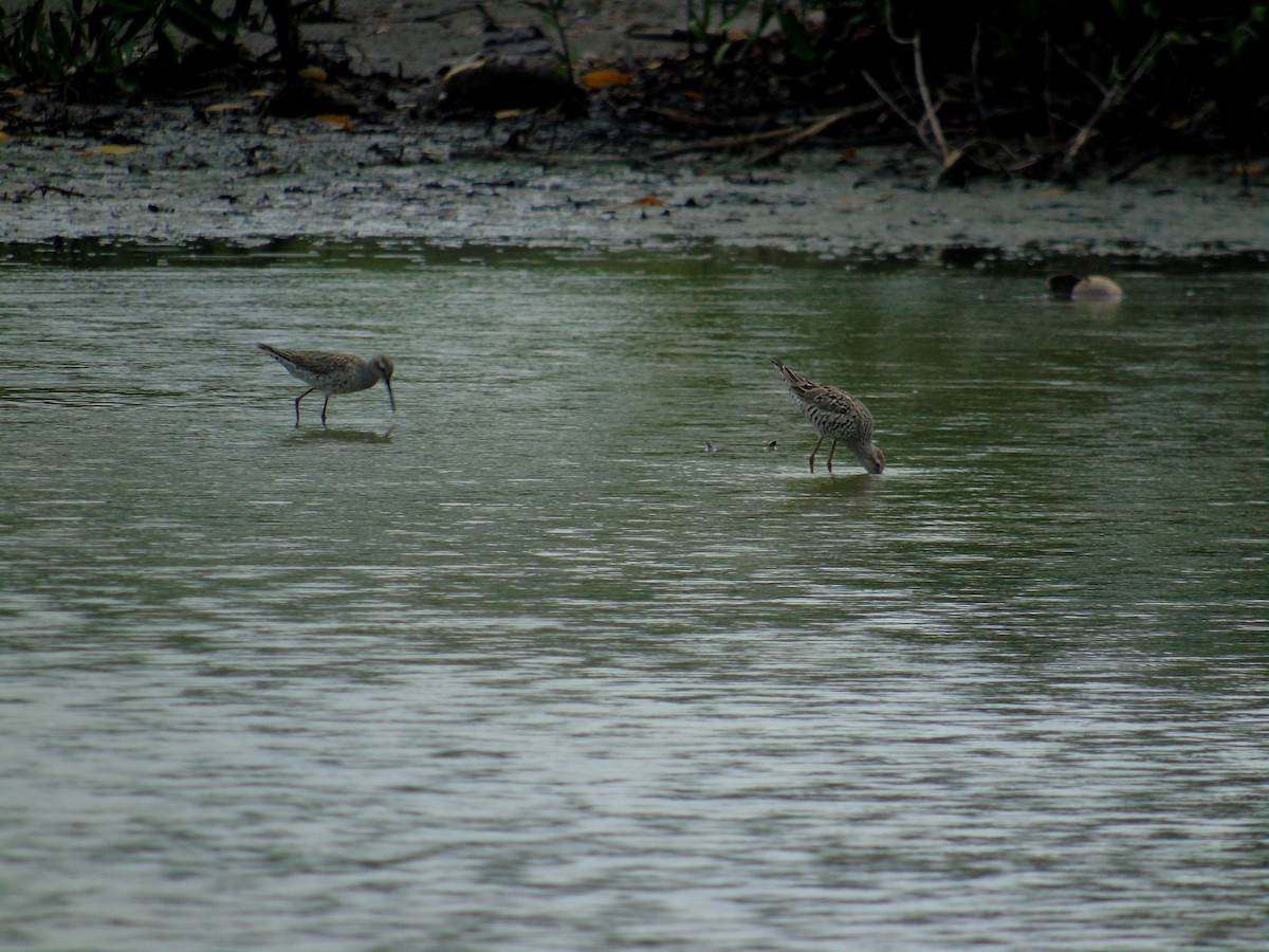 Stilt Sandpiper - ML452096731