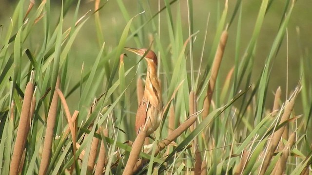 Cinnamon Bittern - ML452097381