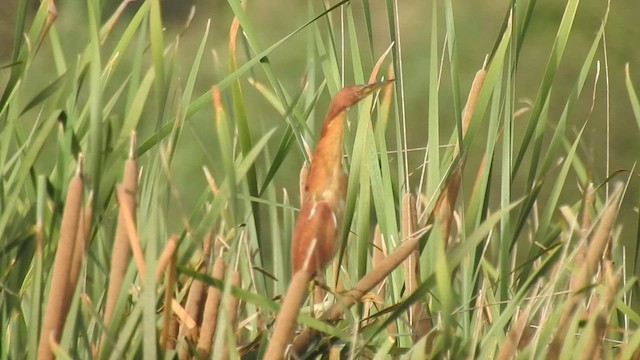 Cinnamon Bittern - ML452097441