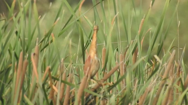 Cinnamon Bittern - ML452097551