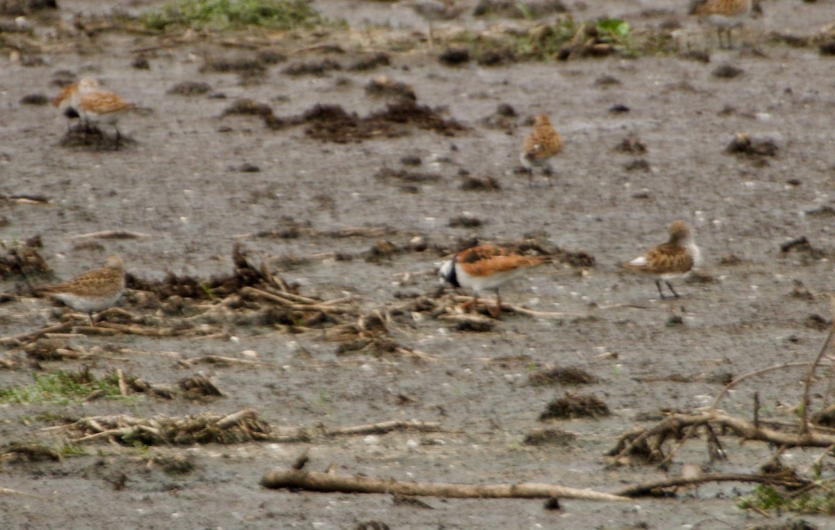 Ruddy Turnstone - John Bloomfield